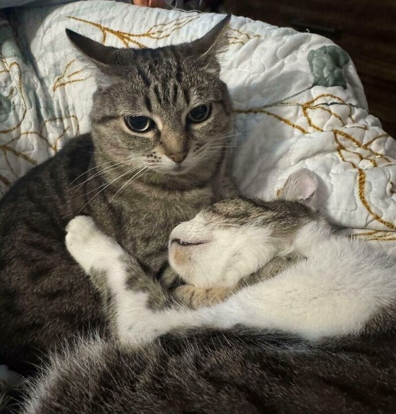 15 забавных кошек, которые выглядят очень раздраженными
