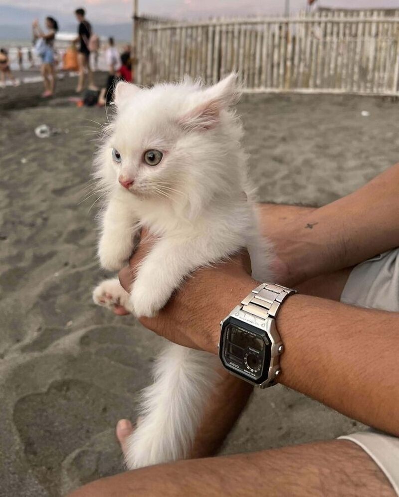 15 забавных кошек, которые выглядят очень раздраженными