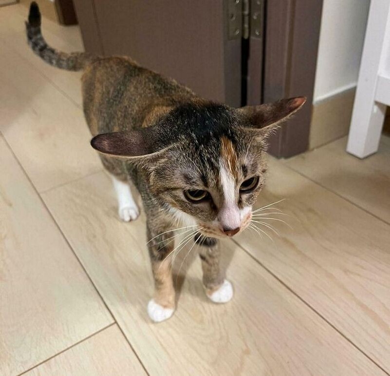 15 забавных кошек, которые выглядят очень раздраженными
