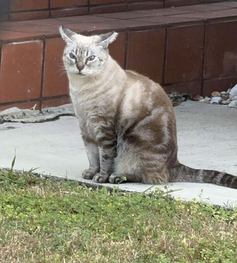 15 забавных кошек, которые выглядят очень раздраженными