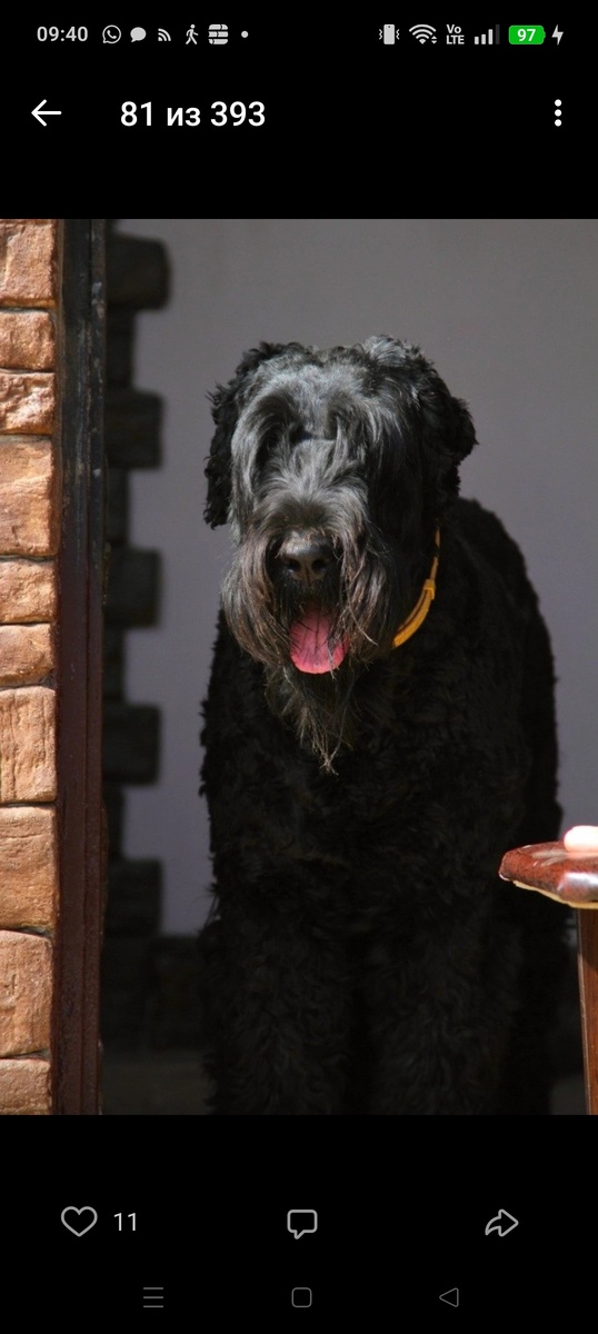 Моя Радочка, моя любовь... 