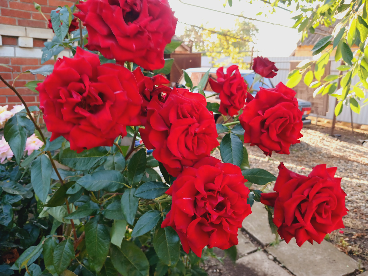 Розы для любимых подписчиков 