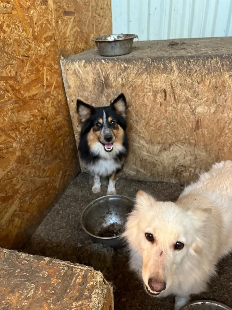 Тимоша и Савелий переехали в новый вольер