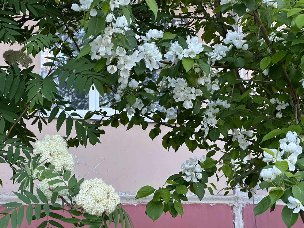 Яблони и рябина в цвету  в июне на Крайнем севере.