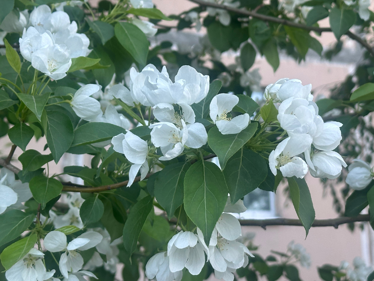 Яблони в цвету.