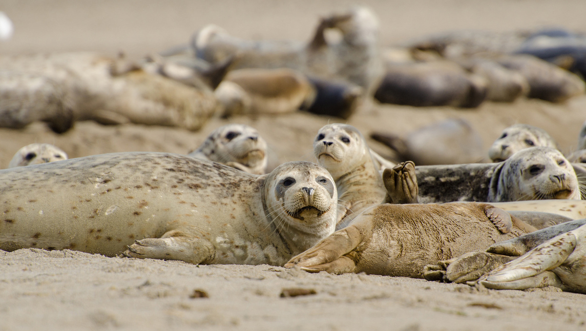     Фото: Pusa caspica/Shutterstock/FOTODOM Каспийские тюлени совершают сезонные миграции вдоль побережья, а также между северными мелководьями, где они размножаются и линяют, и южными, где зимуют и кормятся