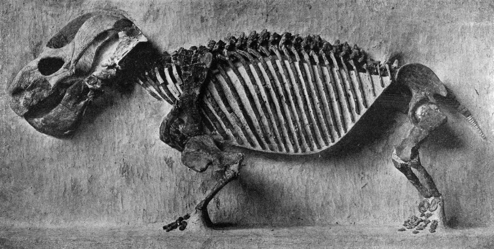 Скелет эндотиодона, фото Роберта Брума 1915 года