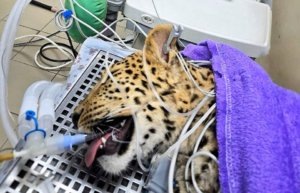    Фото: парк «Земля Прайда»