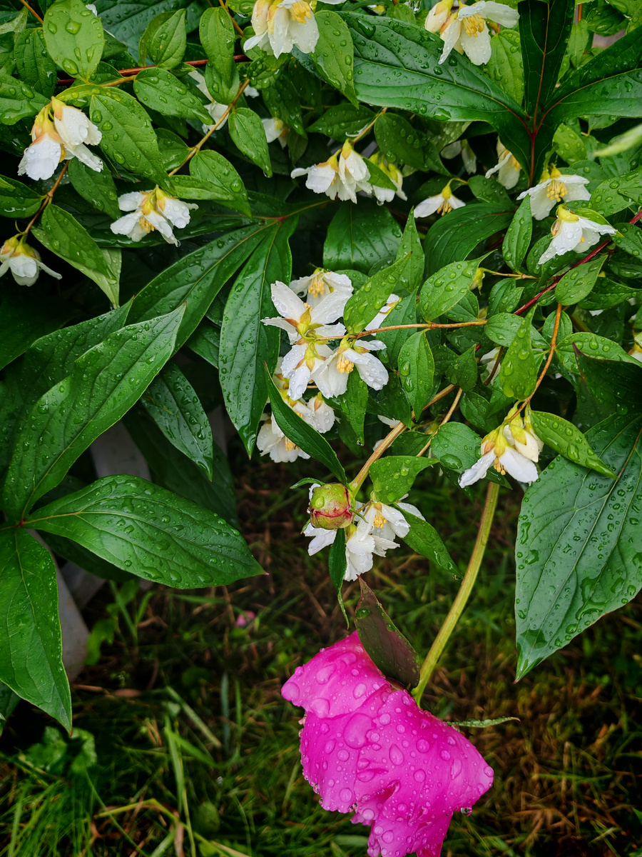 Цветы даже упали под тяжестью воды