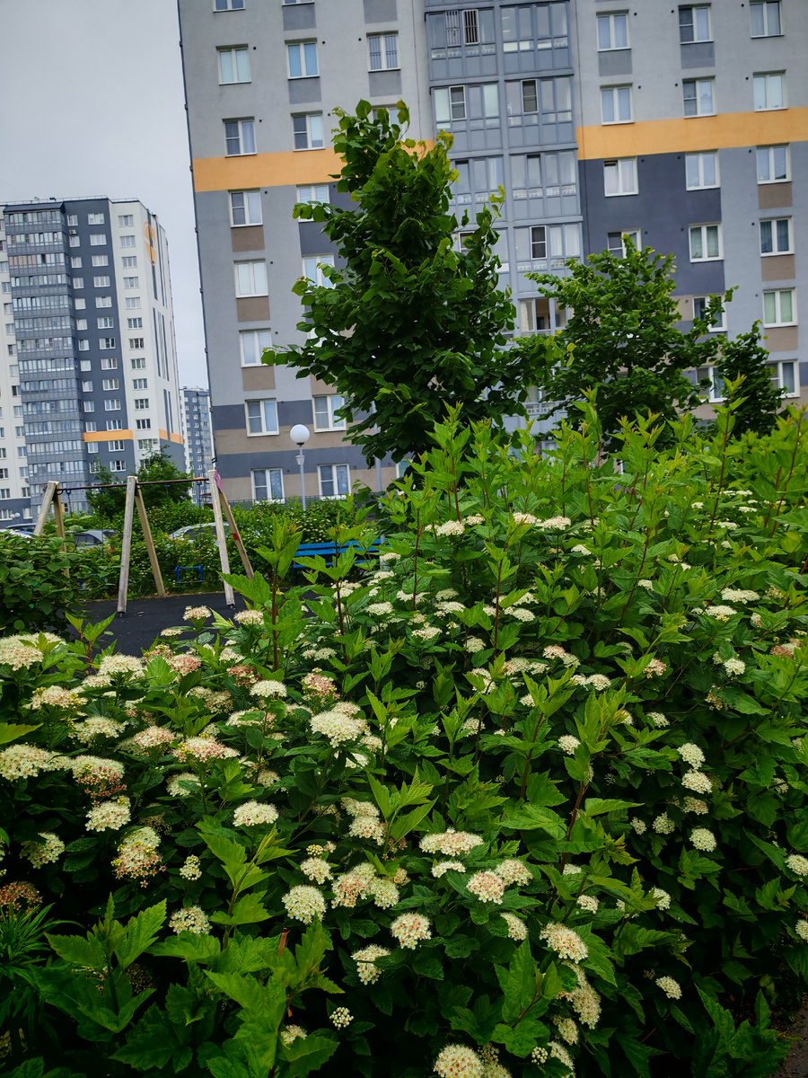 Пузыреплодник уже отцветает, появляются красные семенные коробочки