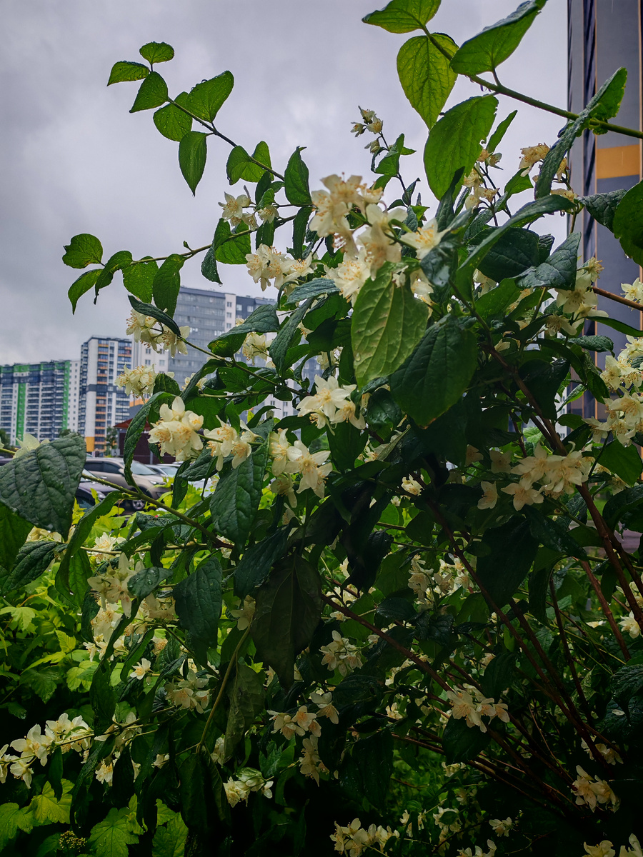 Чубушник во всей своей красе