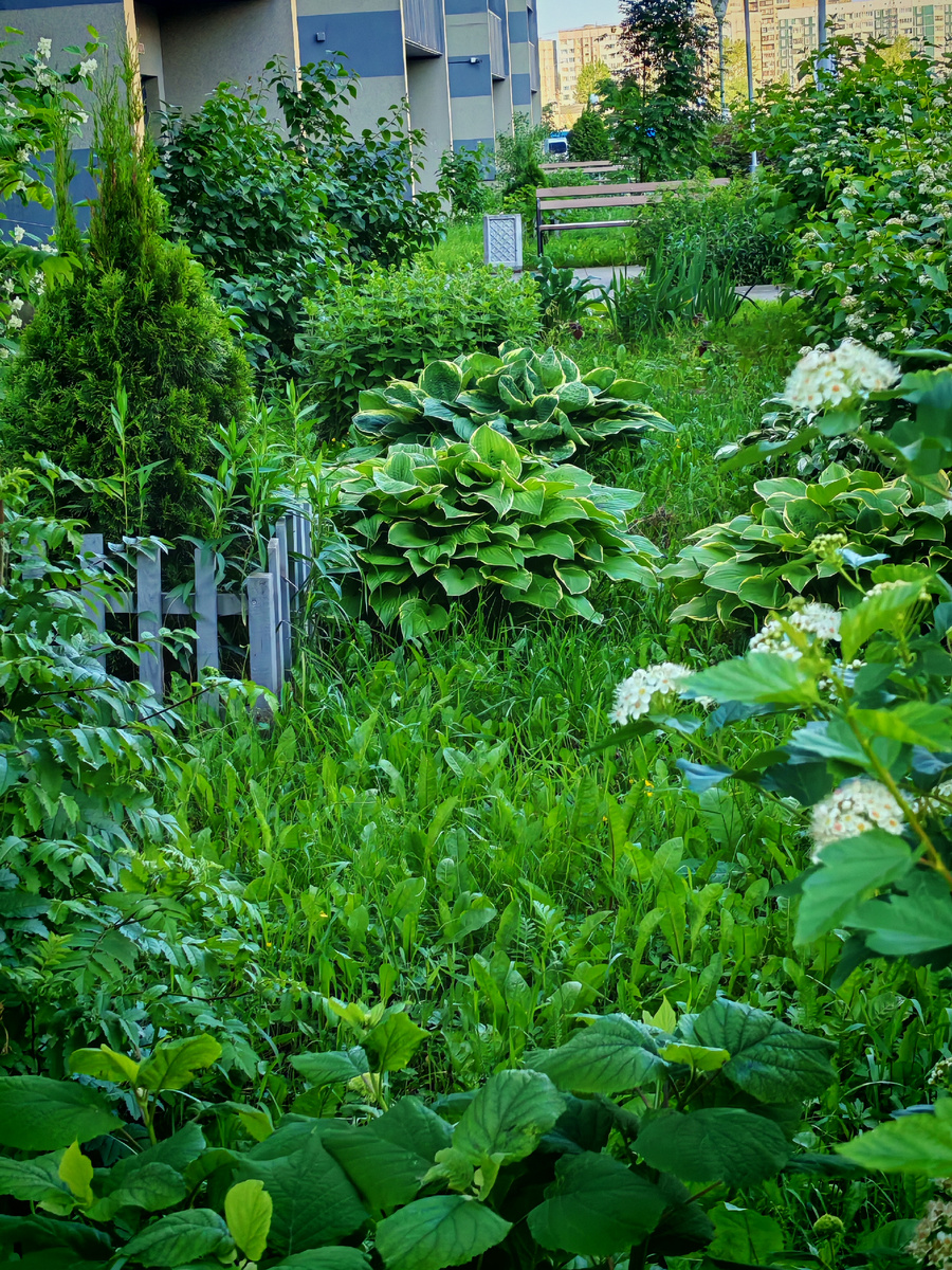 А у нас во дворе... 