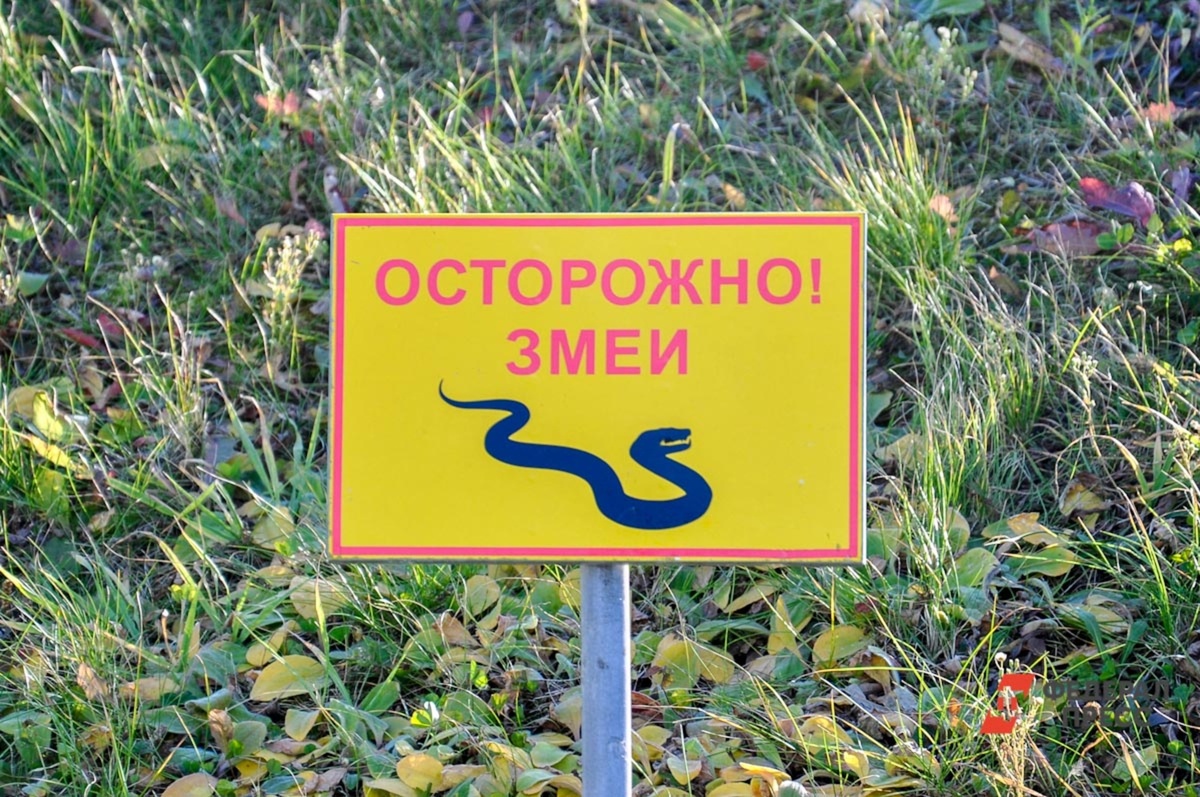 В сибирском регионе встречаются опасные пресмыкающиеся.  Фото: ФедералПресс / Екатерина Лазарева