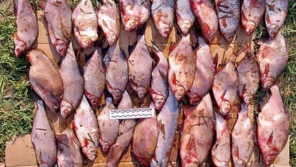     Источник: Полиция на транспорте