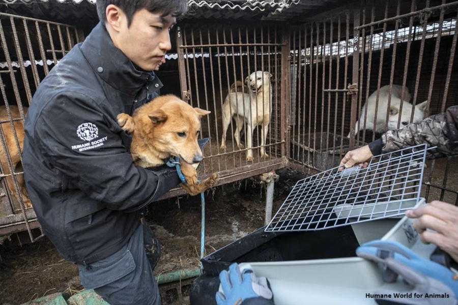 Собачьи фермы до сих пор существуют в Южной Корее