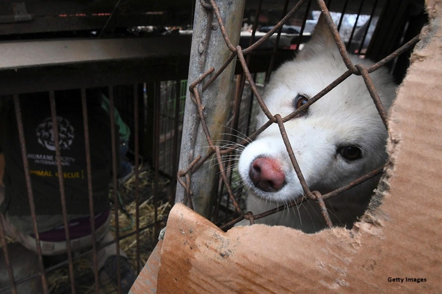 Многие иностранные защитники животных давно пытались привлечь внимание к ситуации с употреблением собачатины в Южной Корее