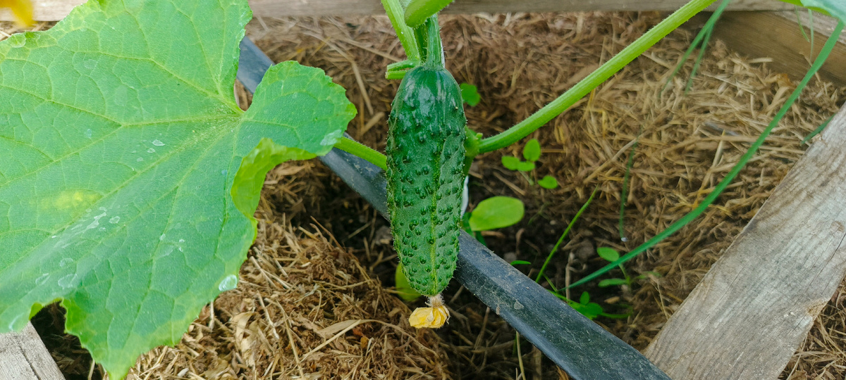 Уже на перввые