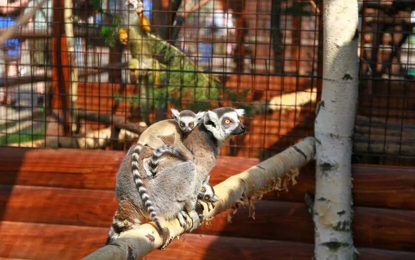    Близнецы-лемуры родились в зоопарке Ижевске