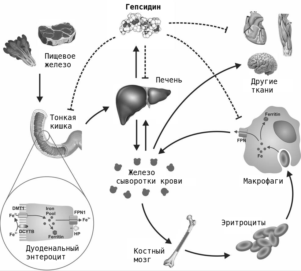 Системный гомеостаз железа (адаптировано из источника: pmc.ncbi.nlm.nih.gov)