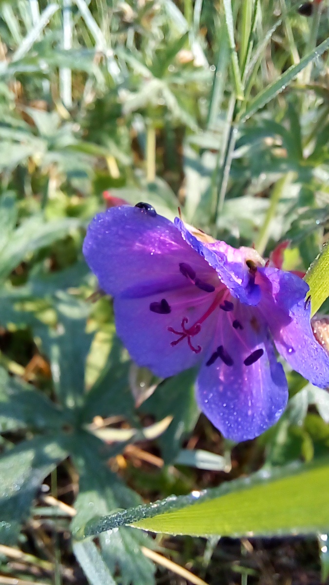 Герань лесная