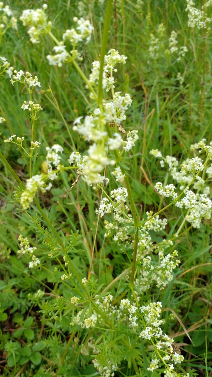 Подмаренник