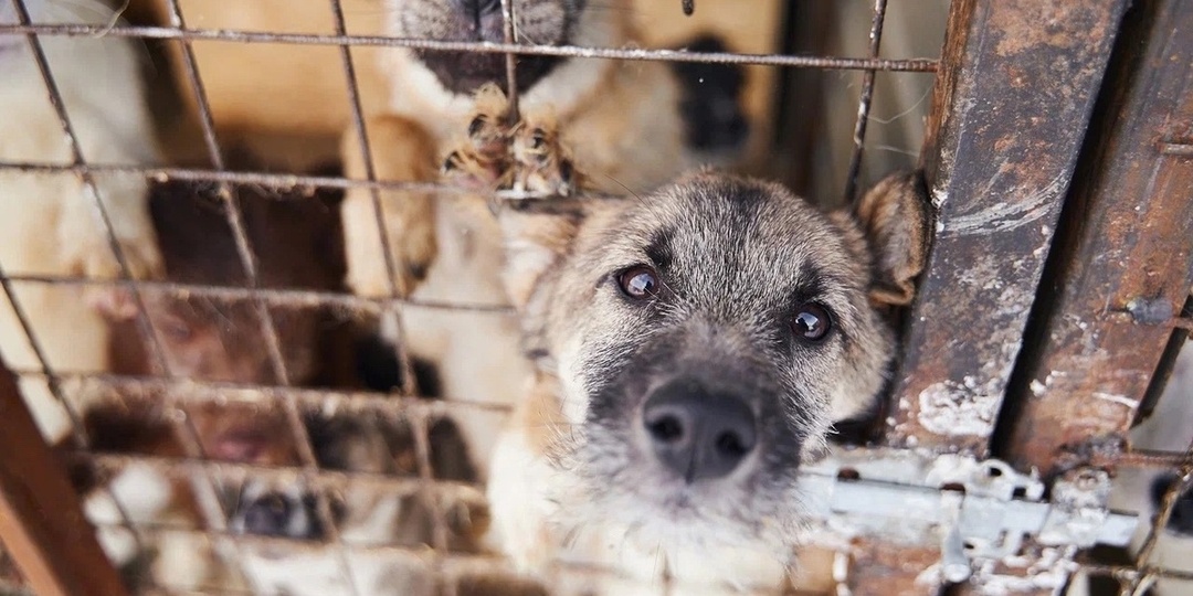 500 хвостиков просят о помощи! Ваша подписка — это больше, чем клик!