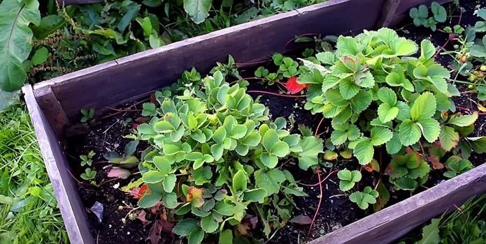 что делать с клубникой после сбора урожая