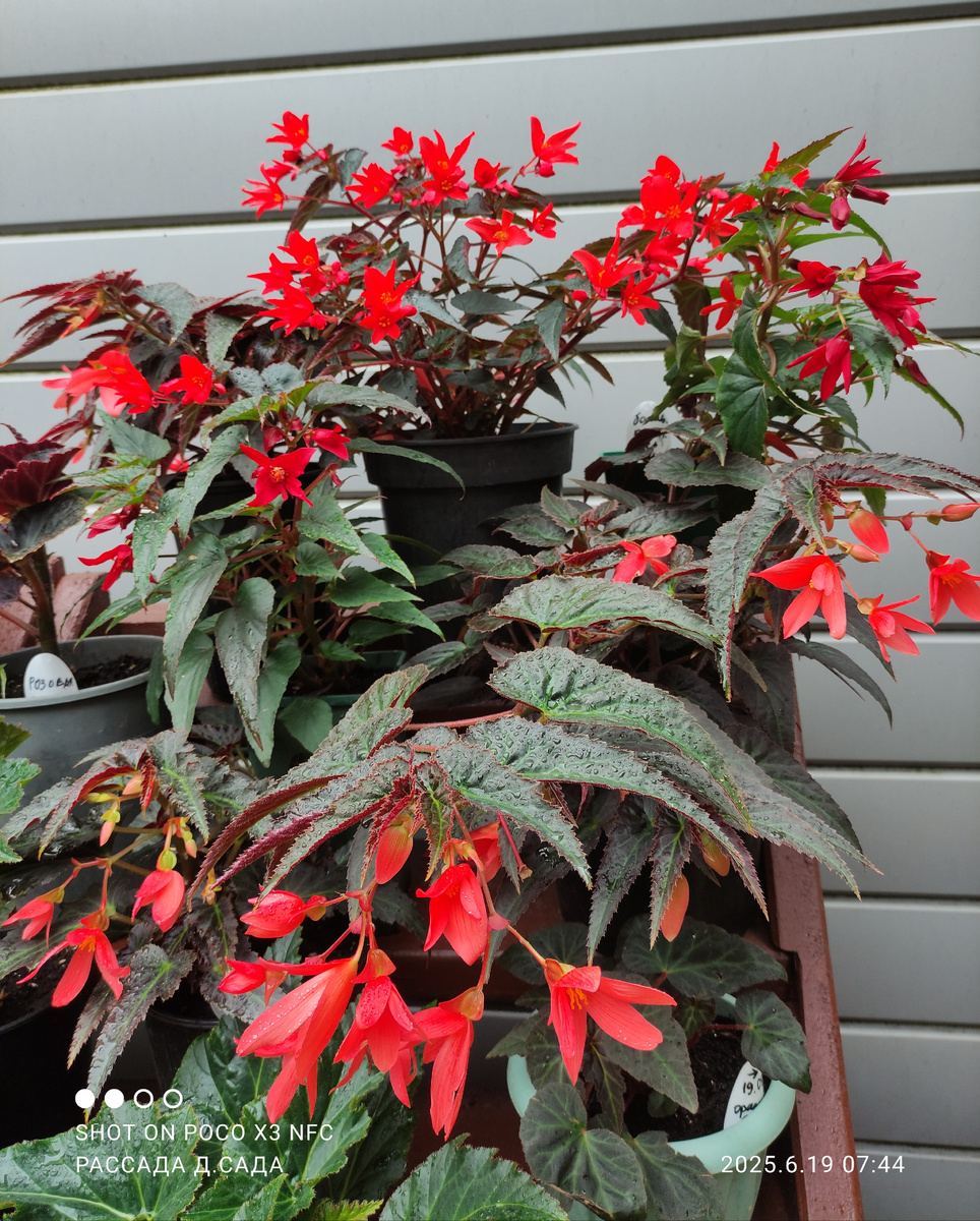 Цвет не передать на фотографии. На переднем плане у боливийской бегонии лососевый оттенок. А на дальнем плане алый.