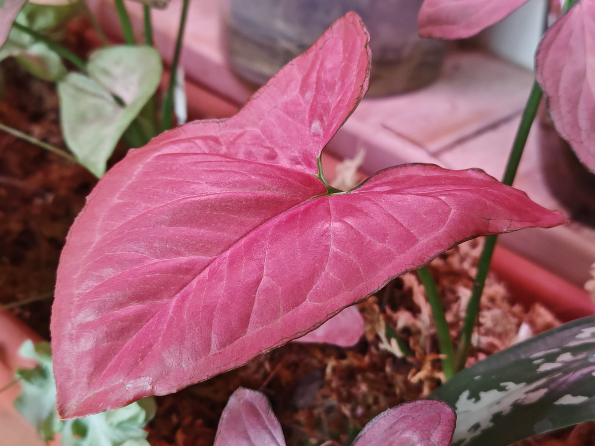 Сингониум Орм Нак