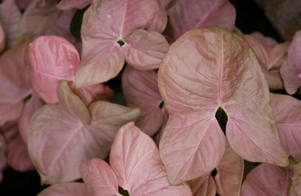 Неон Робуста