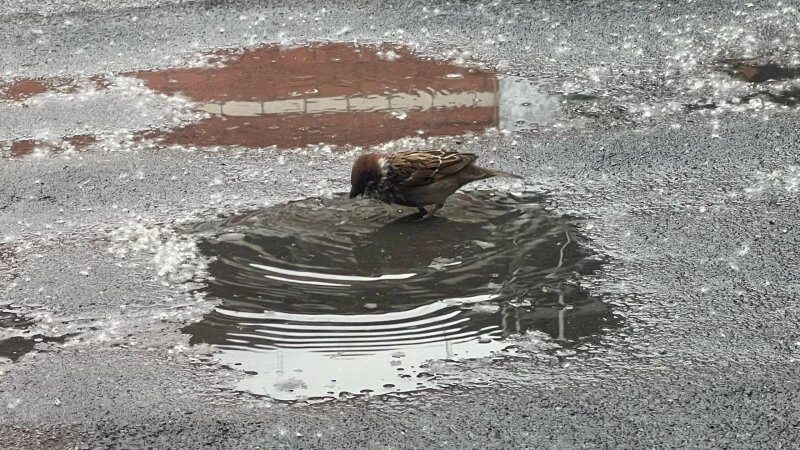     Даже птицы обрадовались долгожданному дождю в Барнауле Софья Комарова