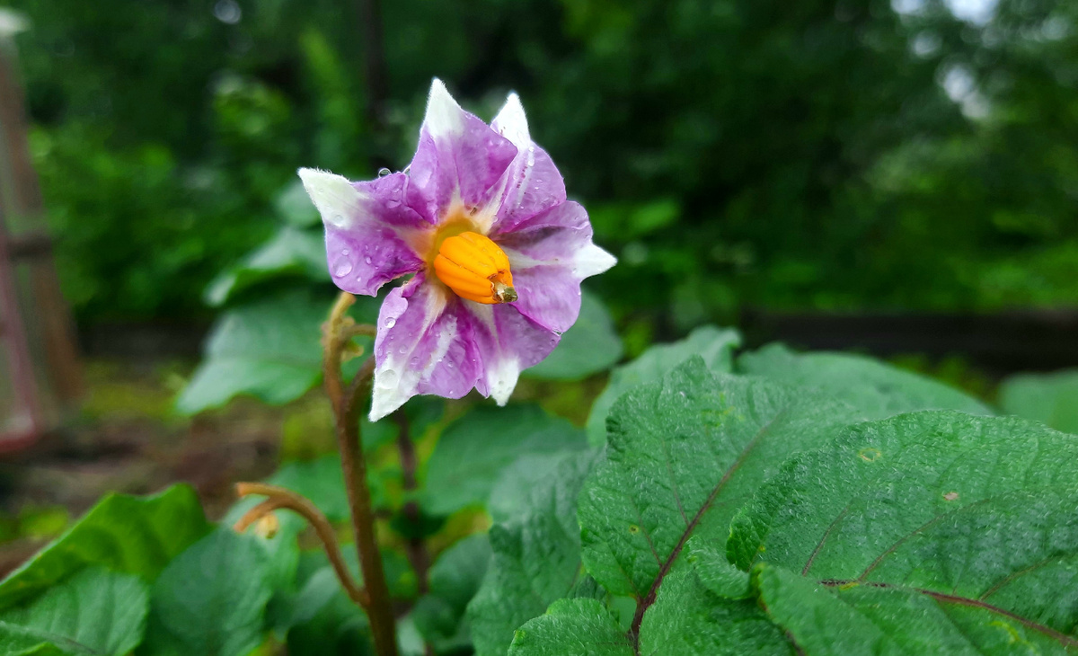 Фото автора. Цветы я ей оборвала. 