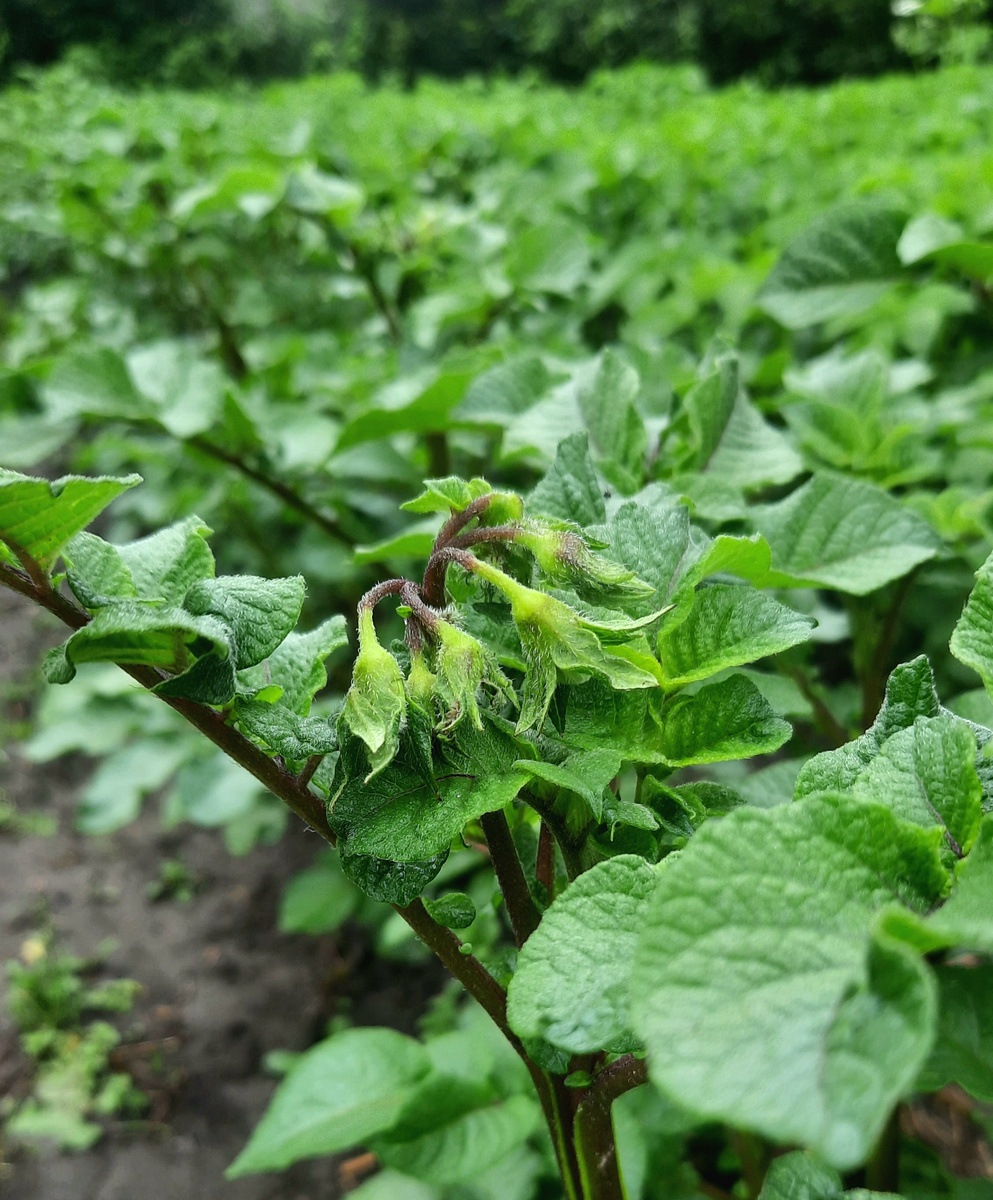 Фото автора.