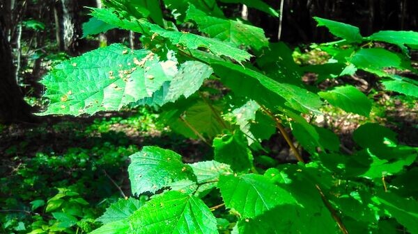    © Sputnik / Ларыса Мятлеўская