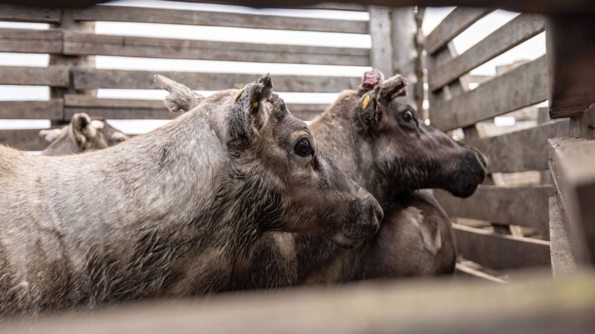    Фото: Сергей Зубков / "Ямал-Медиа"