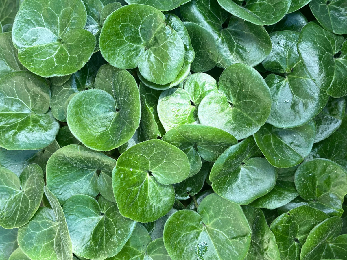 Копытень европейский, звезда прошлогодних продаж.