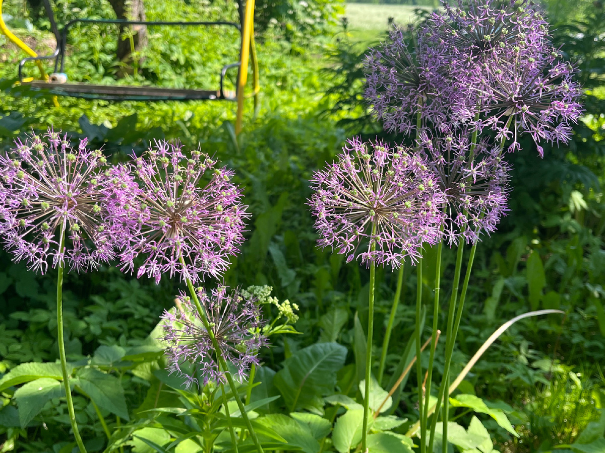 Его величество декоративный лук