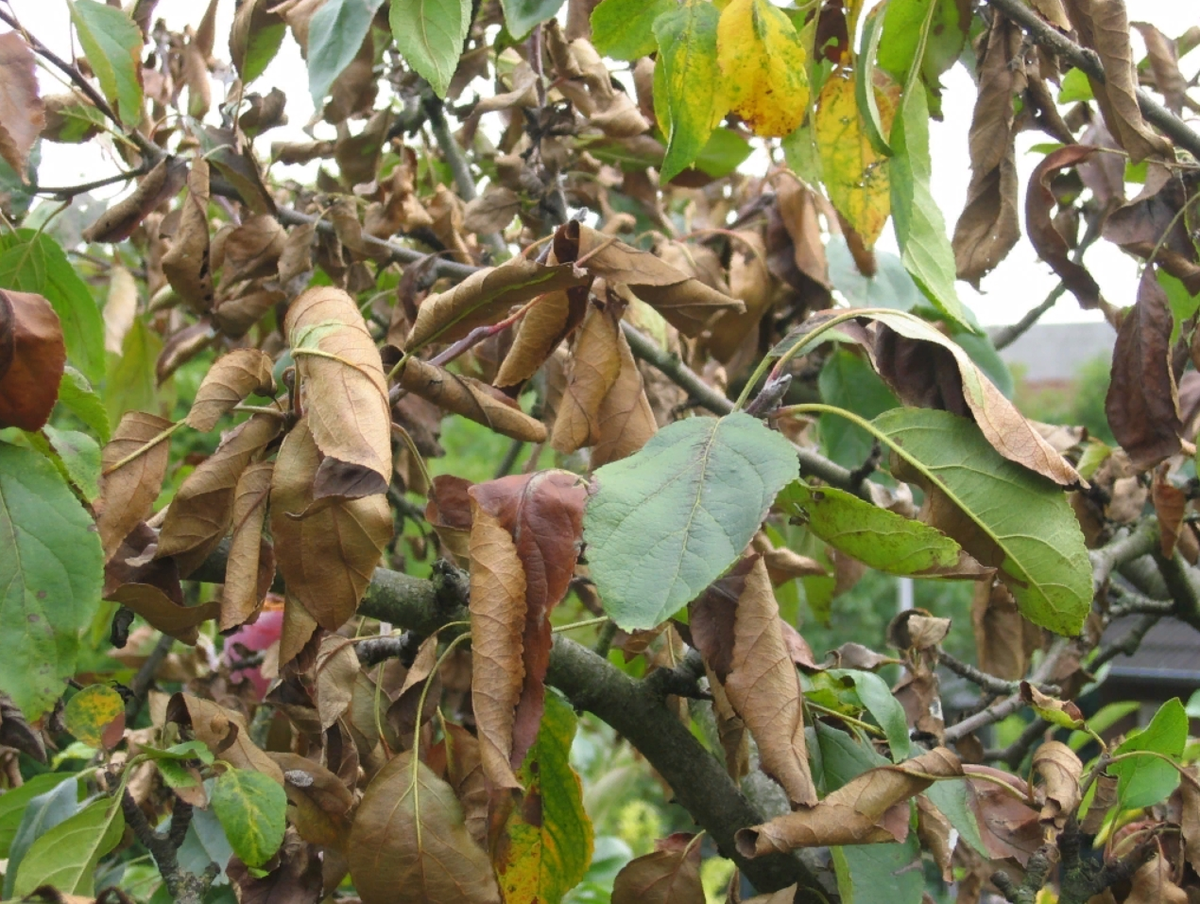 Вся эта химия попадает в землю, с водой разносится везде. Все растения впитывают корнями отраву.