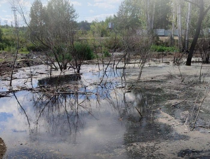 Фото из тг-канала главы Росприроднадзора Светланы Радионовой.