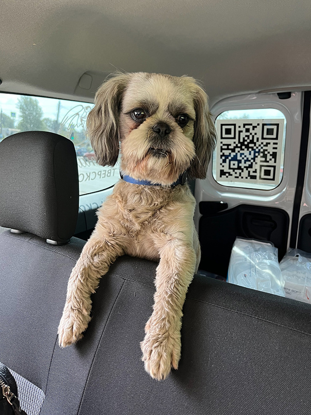 В тверском хосписе поработал хвостатый волонтер