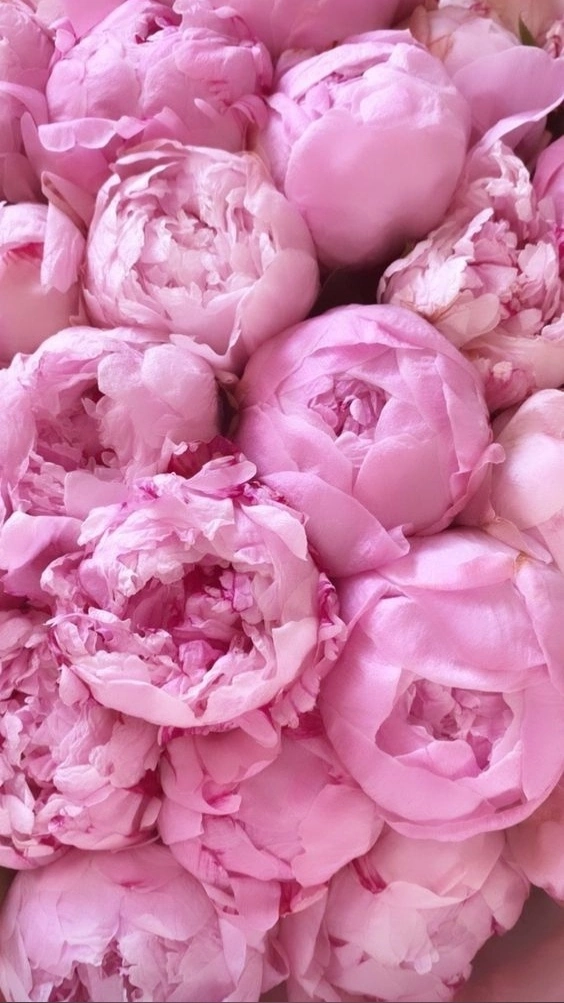 Шикарные пионы.