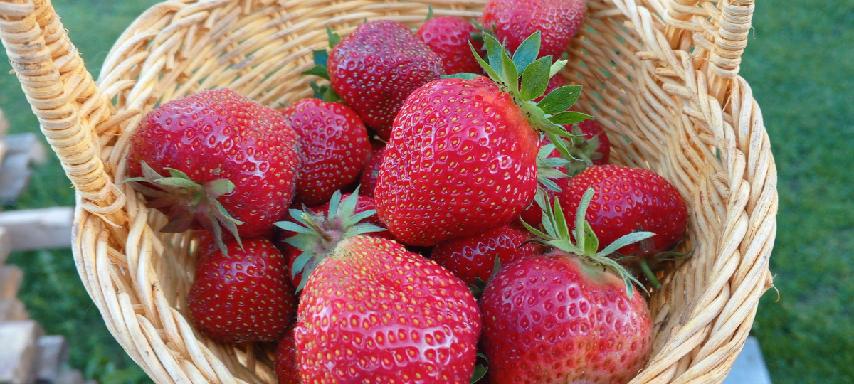 Наша клубника