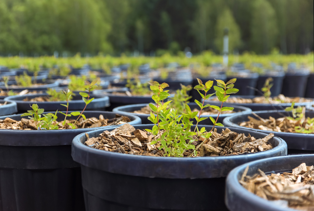 Саженцы голубики в контейнерах 90 л.