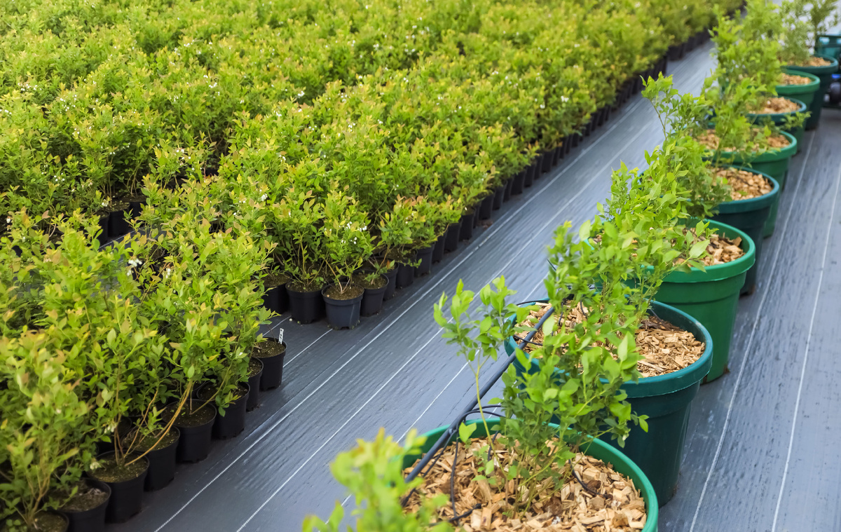 Питомник саженцев голубики 