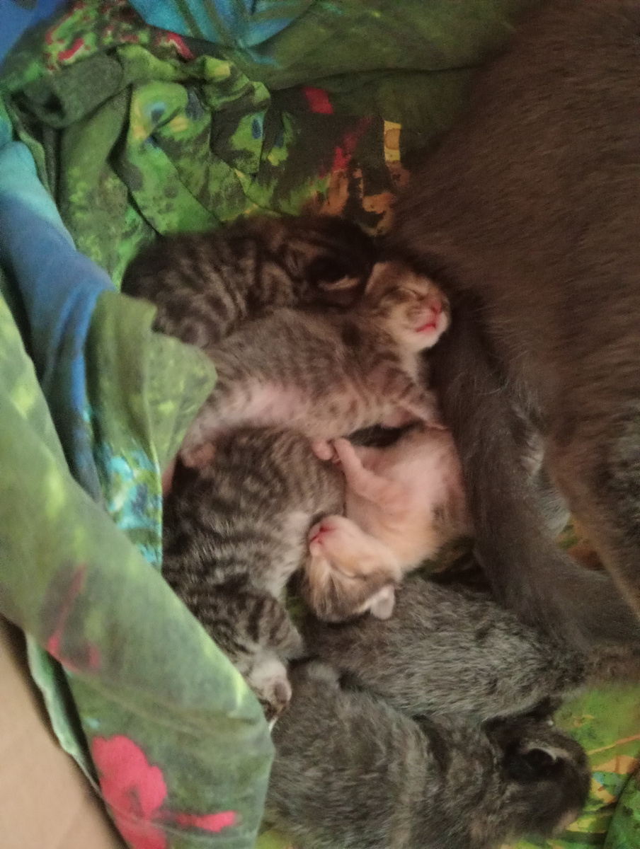 Мои лапулечки маленькие!❤️