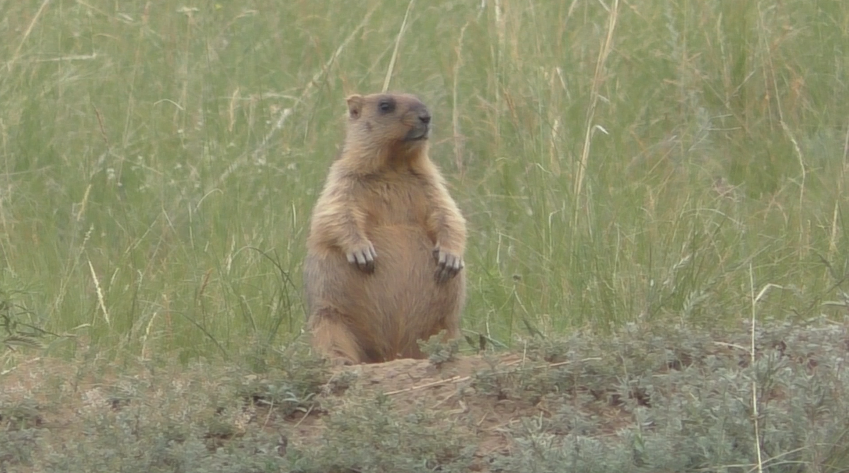 Фото автора из водного похода "Подвалье - Русская Бектяшка" - на фото —  байбак, или степной сурок, на своей сурчине (так называется выброс грунта около входа в нору). На задние лапы он встал, чтобы получше разглядеть окрестности. Заметив приближение хищной птицы, лисицы, бродячей собаки или фотографа, байбак мгновенно прячется в свое подземное укрытие. Перед тем как скрыться, он издаёт пронзительный свист, оповещающий всех членов колонии об опасности.