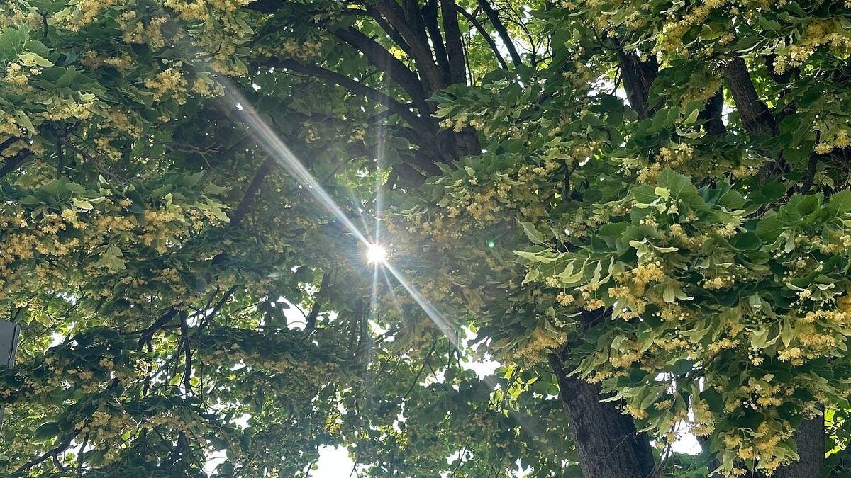    Фото: телеканал «Краснодар»