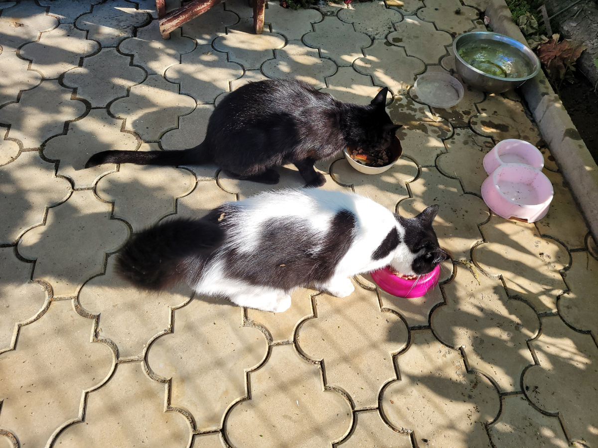 Макс и Фима, кушают без эксцессов)))