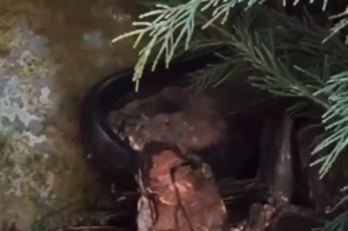    В Сочи двухметровая гадюка напала на домашних кота и собаку