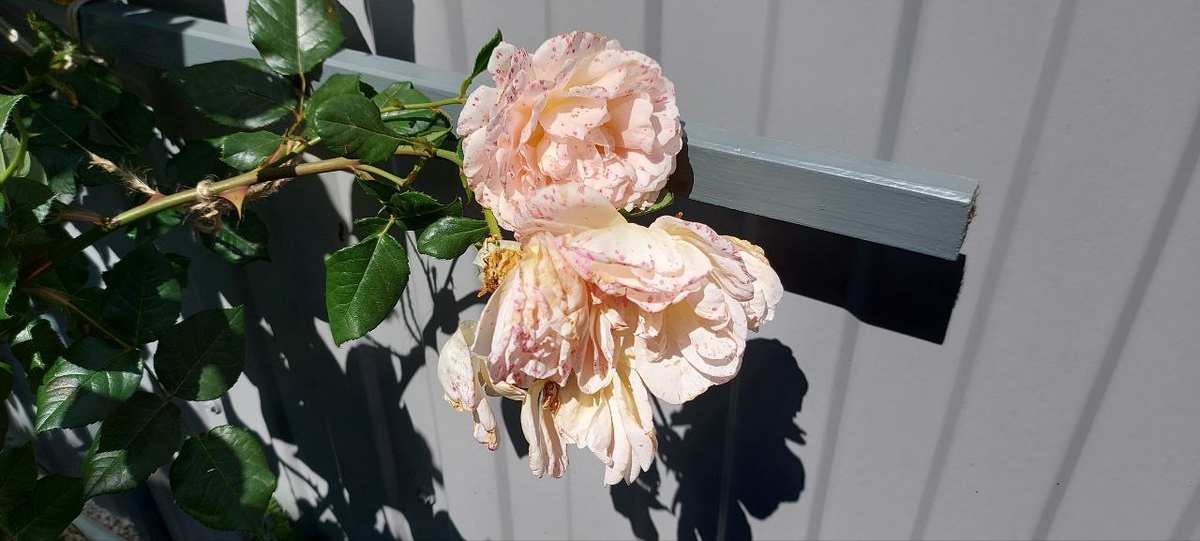 Так отцветает Абрахам Дерби